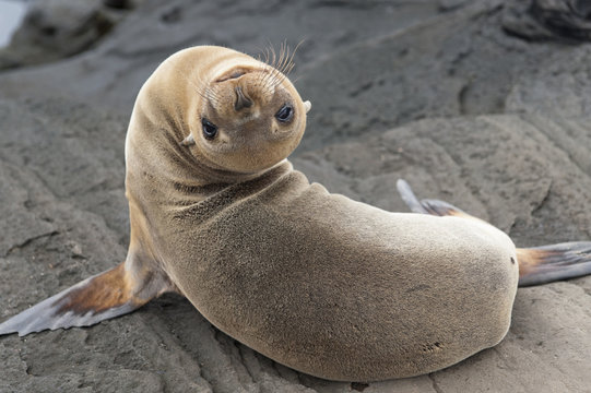 Fur Seal (Otariidae) Looking Back Upside Down; Galapagos, Equador