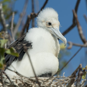 A Frigatebird Sitting In A Nest; Galapagos, Equador