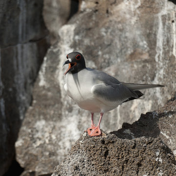 A Gull Standing On A Rock; Galapagos, Equador