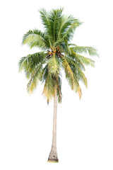 coconut tree on green grass field isolated on white background