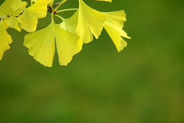 Ginkgo