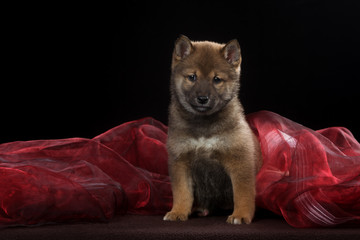 Puppy Shiba Inu in the Studio