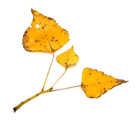 Yellow autumn leaves on poplar twig