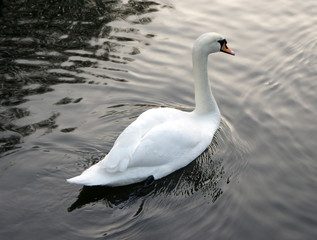 Naklejka premium Swan swimming in lake