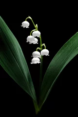 Zelfklevend Fotobehang Lily of the valley © mikelaptev