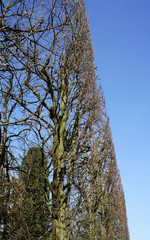 Fototapeta premium Cropped tree in garden