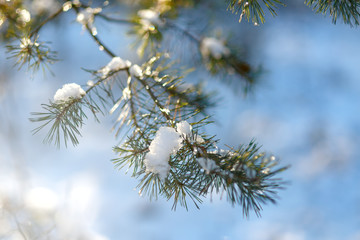 The natural background. Branch coniferous tree in the snow. Backlight. Beautiful bokeh