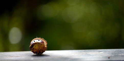 afraid of the world, covered chestnut with sugar eyes looking frightened