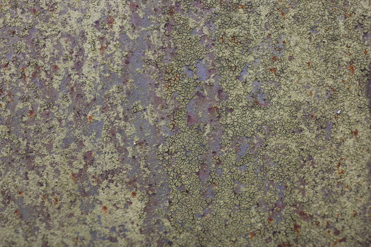 Rost