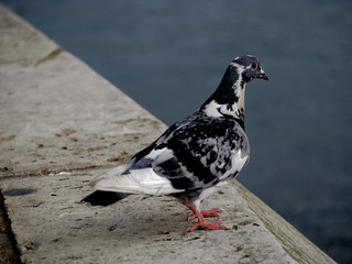 Pigeon