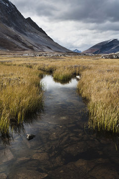 Reeds In A Pond At Wilcox Pass; Jasper, Alberta, Canada