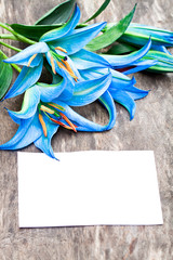 blue  lilies on the rustic wooden table with sheet of paper