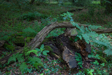Todholz im Laubwald