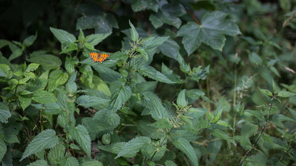 Fototapeta premium C-Falter ( Polygonia c-album ) auf Brennessel