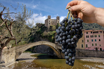 Uva rossese di Dolceacqua