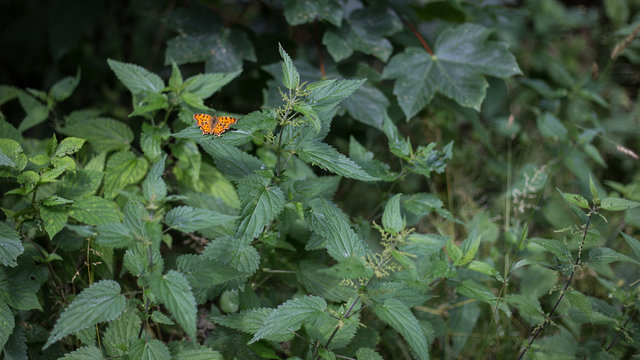 C-Falter ( Polygonia c-album ) auf Brennessel