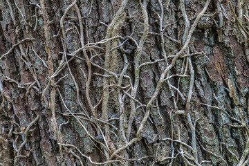 Efeuranken an Baumstamm