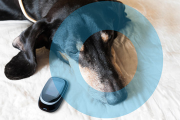 Old dog Dachshund suffering from Diabetes. Concept with Glucometer and symbol blue circle. 14...