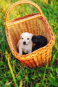 Black and white cute little puppies sitting in a basket on a background of green grass