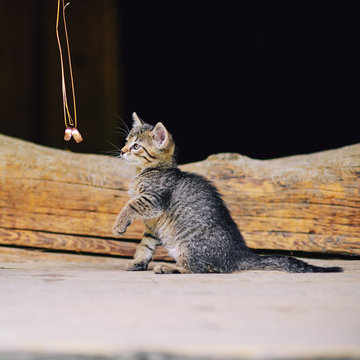 Cute little kitten sitting on wooden stairs, looking at wedding rings and plays with them.