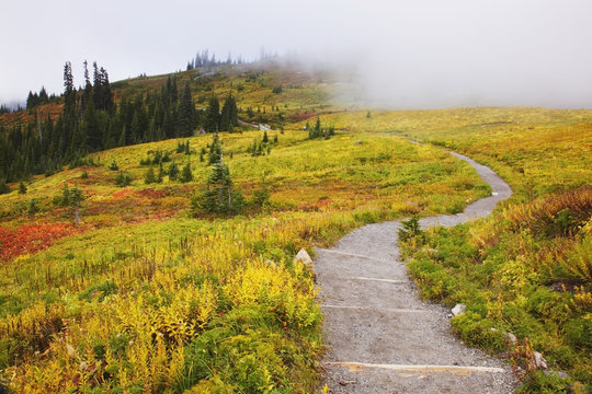 Autumn Colours And Fog With A Winding Path On Mount Rainier In Mount Rainier National Park; Washington, State United States of America