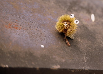 Überraschung, Esskastanie mit Zuckeraugen scheint überrascht zu schauen