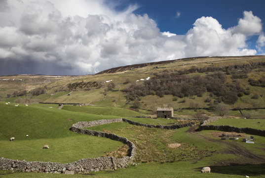 A Stone Wall Winding Through Grass Fields With Grazing Sheep; Swaledale, England