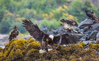 Mature Bald Headed Eagles Along With Juvenile Eagles Fight For Food In Port Hardy; Vancouver Island, British Columbia, Canada