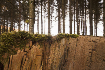 A Cracked Cliff Along The Edge Of A Forest; Northumberland, England