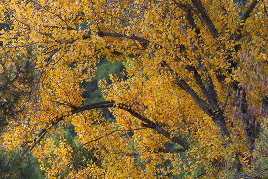 Autumn Colours In Cazorla Natural Park; Segura Y Las Villas, Jaen Provinc, Andalusia, Spain