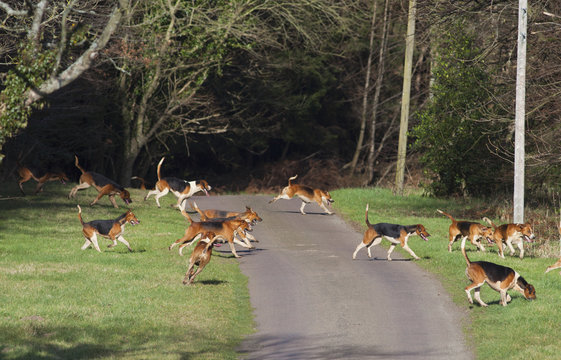 A Group Of Beagles Running Across A Path; Northumberland, England