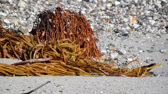 Beach wrack on a beach in Andrew Molera State Park in California