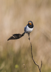 Strange tailed Tyrant, Alectrurus risora,Ibera Marshes, Corrientes Province, Argentina