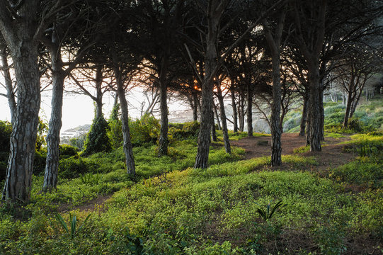 Trees Along The Coast At Sunset; Tarifa, Cadiz, Andalusia, Spain