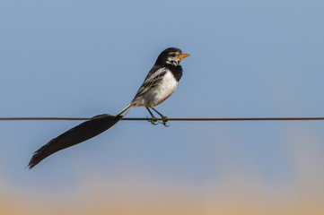 Strange tailed Tyrant, Alectrurus risora,Ibera Marshes, Corrientes Province, Argentina