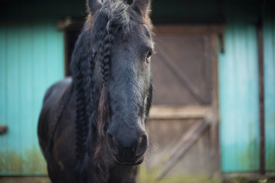 Friesian Horse In Front Of A Barn; Saanichton,British Columbia, Canada