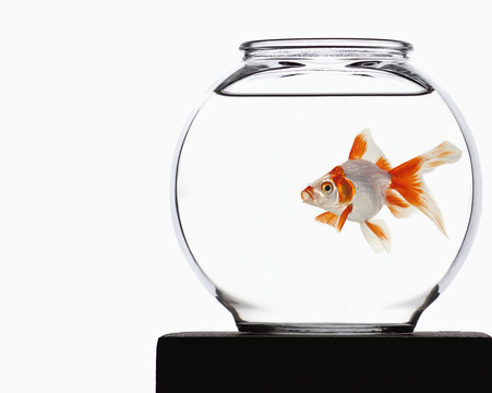 Goldfish In A Bowl; Edmonton, Alberta, Canada