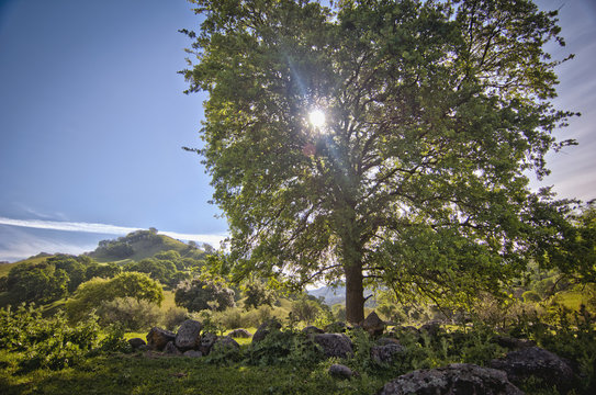 Oak Tree With Light From Behind; Sutter, California United States of America