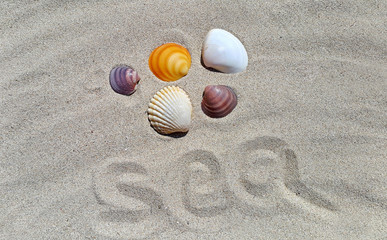 Sand background with seashells and word ''sea''