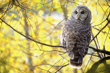 Barred owl, Pigeon Lake, Alberta, Canada