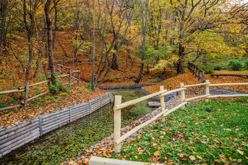 autumn park in the day