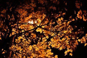 Foliage