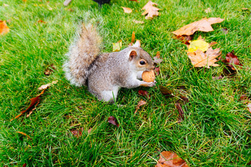 Squirrel between fallen leaves