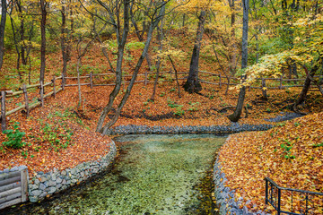 autumn park in the day