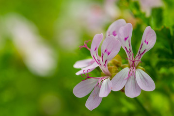 close up of light pink geranium (Pelargonium)