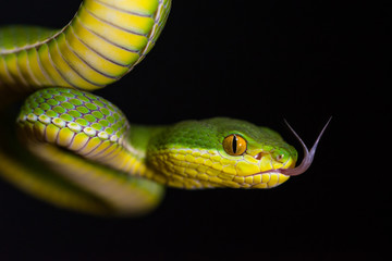 White lipped viper (Trimeresurus albolabris)
