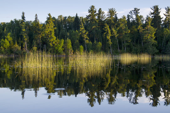 Trees Along The Water's Edge; Lake Of The Woods, Ontario, Canada