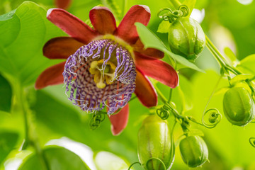 Passiflora alata the winged-stem passion flower