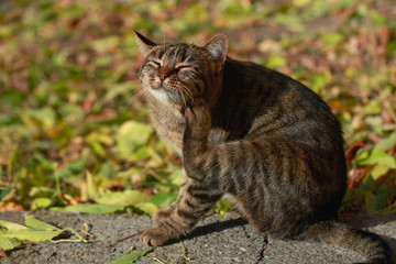 Naklejka na ściany i meble striped cat sitting on fall leaves