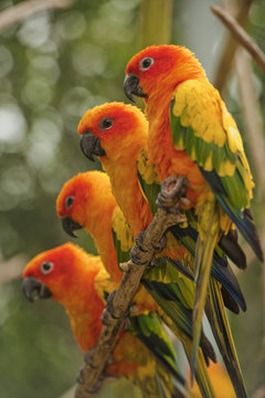 Orange Parakeets